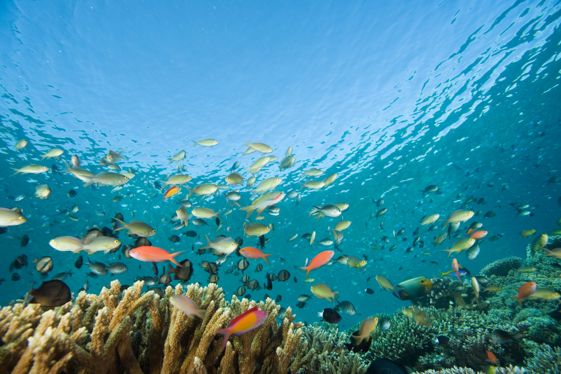 Coral Sea, the largest sea in the world