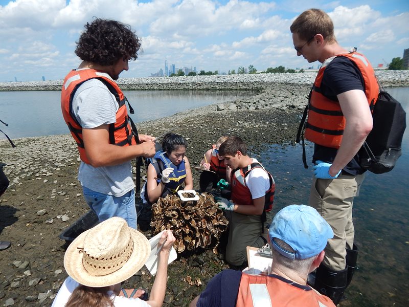 Yamaha Rightwaters Supports Effort to Restore Oysters in New York Harbor