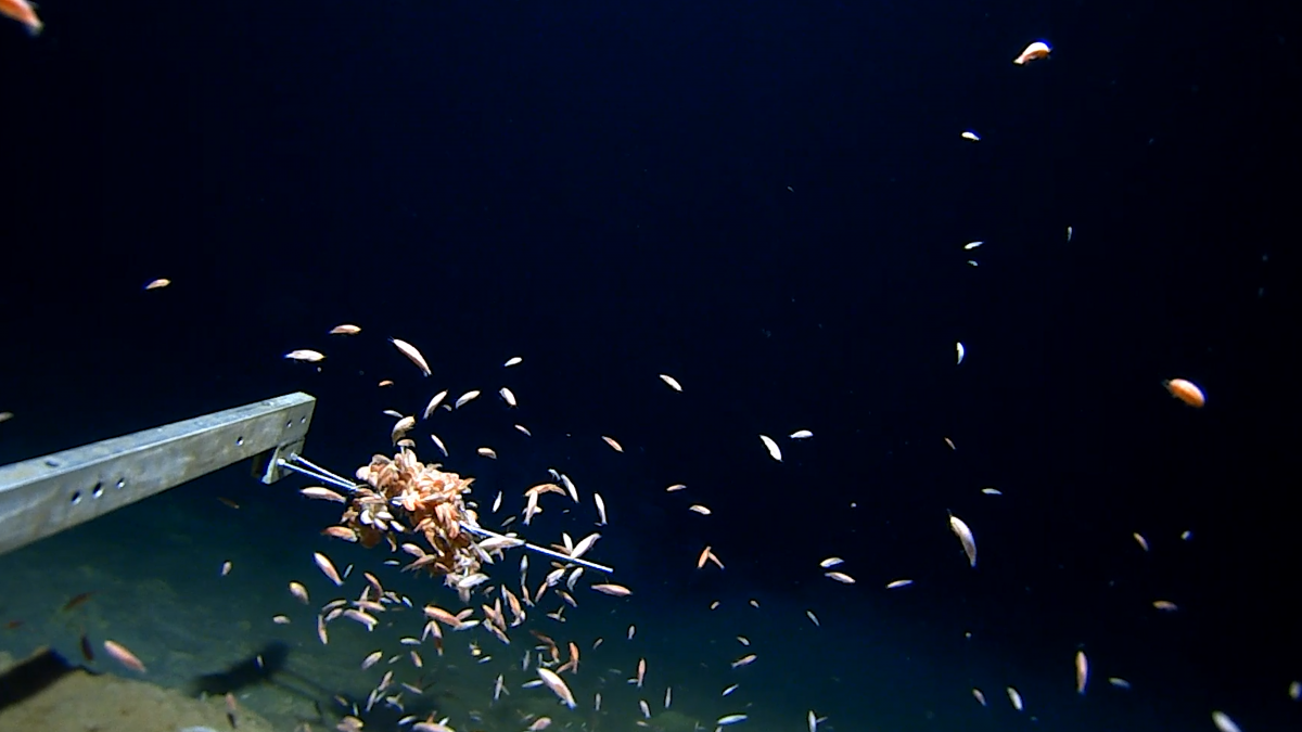 The Ring of Fire Expedition reaches new depths