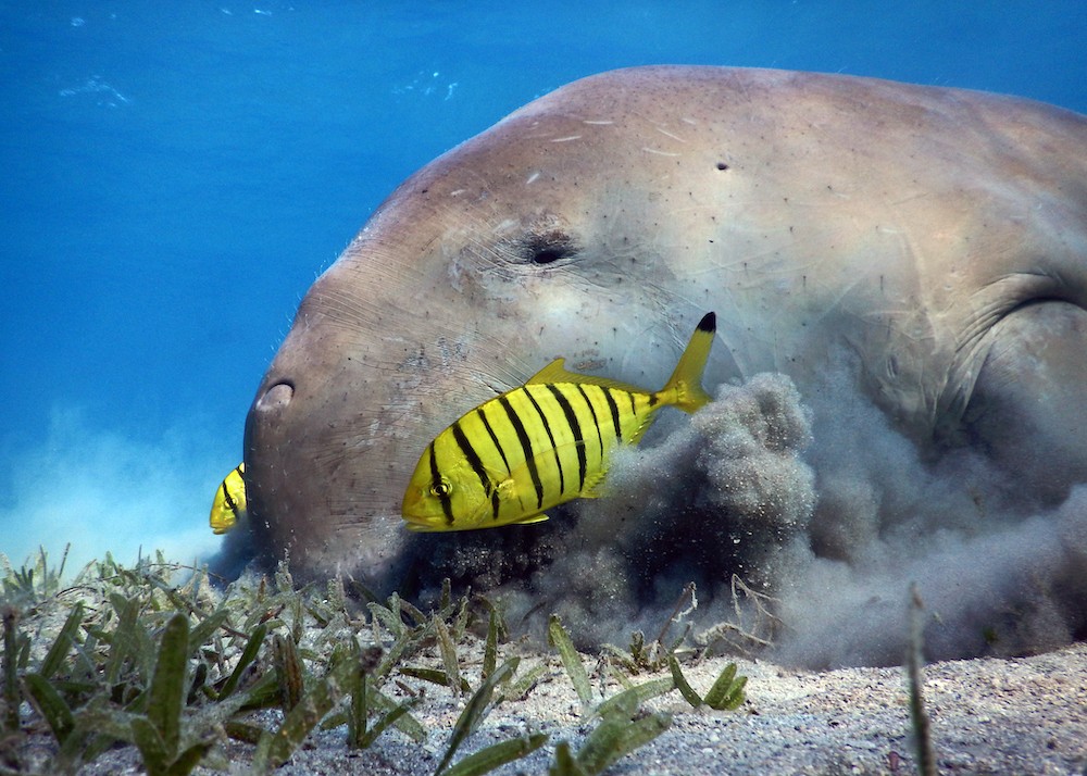 Dugongs declared ‘functionally extinct’ in China