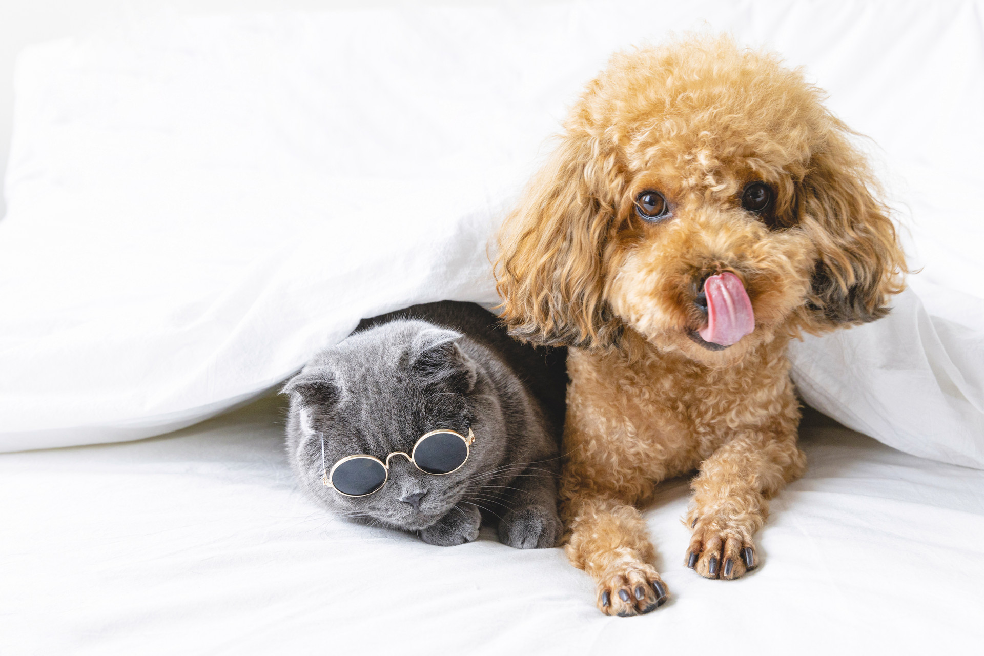 Shanghai The Middle House launches pet accommodation package, take your baby on vacation